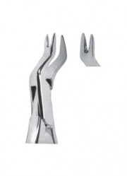 Extracting  Forceps - American Pattern